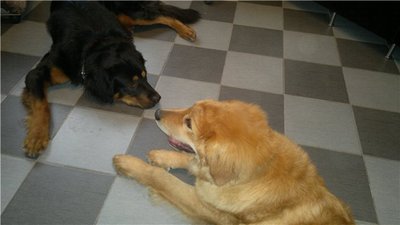 415854491925ку.jpg