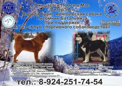 коллаж собаки-2.jpg