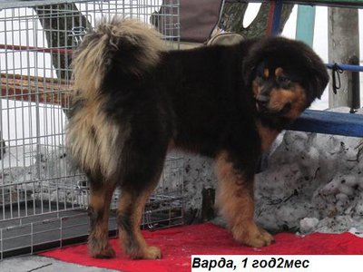 варда.jpg