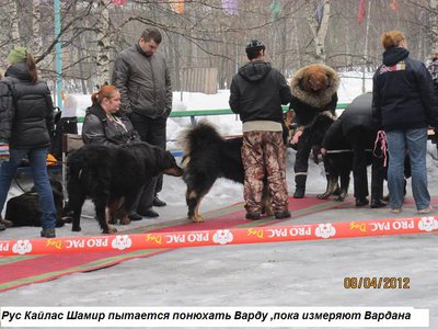 шамир,варда,вардан.jpg